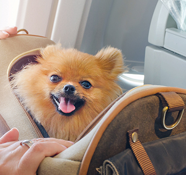 Cachorro dentro de mala viajando em avião
